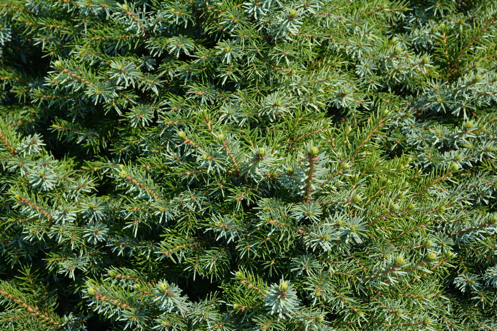 Picea omorika `Nana`_7п_2020,08,06 (13).JPG